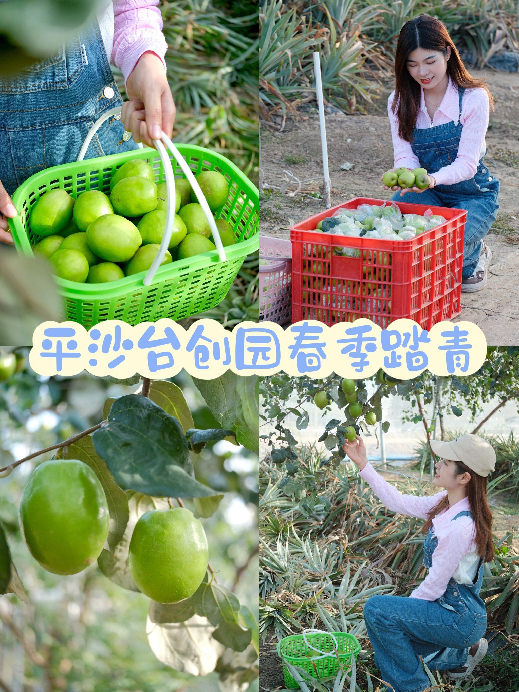 珠海周末游9569♂15台创园春季踏青采青枣