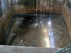 -抚仙湖生态石锅鱼野生菌(告庄店)