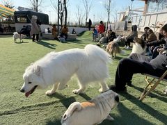 -爪吧宠物乐园 (温榆河示范区店)