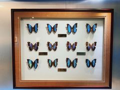 -上海昆虫博物馆