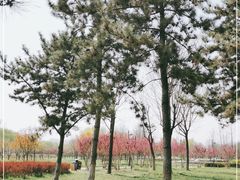 -洨河生态公园