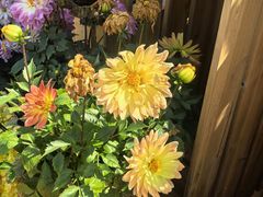 -上海植物园-4号门售票处