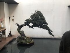 -觀芷隐轩