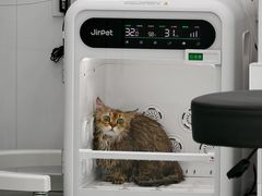 -爱洗澡的猫(望京店)