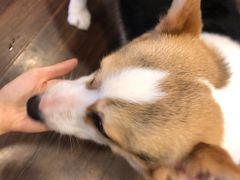 -柯斗斗主题餐厅·狗咖·围炉煮茶·茶饮(国瑞升平里店)