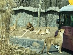 -北京野生动物园