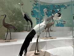 -盐城丹顶鹤湿地生态旅游区