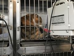 -伟伟宠物医院·CT影像中心·瑞派犬猫综合性门诊(汉口总院)
