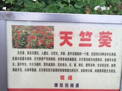 -松山湖梦幻百花洲