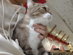 -喵园·猫主题咖啡厅·撸猫·猫咖(国贸店)