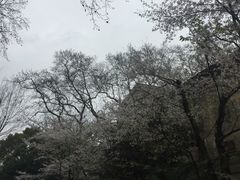 -武汉大学-樱园