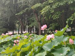 -陈家山荷花公园