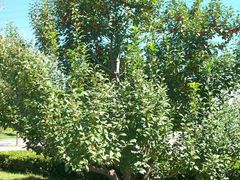 东园景色2-立水桥公园