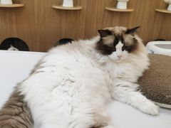 -COLOR PETS 撸猫馆·购猫·猫咖(长风大悦城店)
