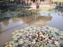 -中国科学院西双版纳热带植物园