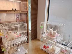 -翊宠yipet猫狗购宠庄园犬舍•猫舍