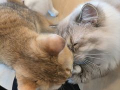 -有喵·猫咖·狗咖·30几只猫10只小狗(岗厦店)