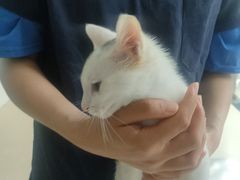 -萌兽医馆·宠物医院·猫骨科(创景店)