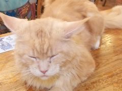 -more than meow吴止猫主题餐厅(承德 中船汇店)