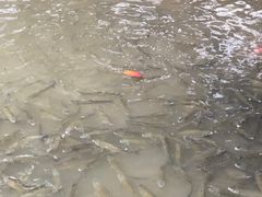 -海珠湖公园