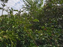 -北京西山国家森林公园