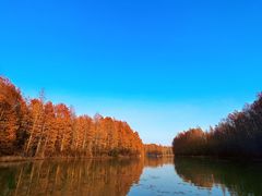 -上海海湾国家森林公园