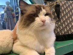 -喵喵咪呀布偶猫咖(春熙路店)