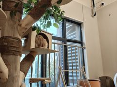 -唐小姐の私宠·宠物洗护美容·撸猫馆·购宠(周浦万达旗舰店)