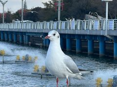 -海埂大坝