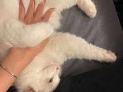 -猫大福·Fortune Cat猫舍(百子湾店)