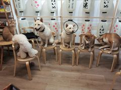 -柴迷FANS CLUB·柴犬狗咖·猫咖