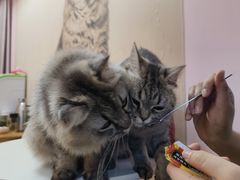 -我爱猫咪·猫咖·狗咖·安哥拉兔·羊驼咖(小寨华旗店)