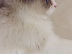 -鼓捣猫呢主题猫咖店