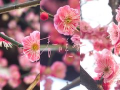 -洋湖国家湿地公园