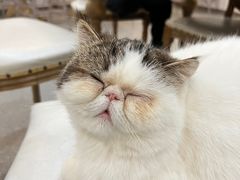 -共舞时光猫咖·狗咖(新街口店)
