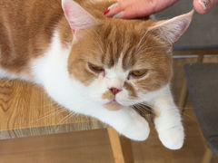 -Let's go狗咖·猫咖·奶狗·桌游(春熙路IFS店)