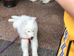 -酷狗靓猫宠物·洗护·美容·寄养(航北路店)