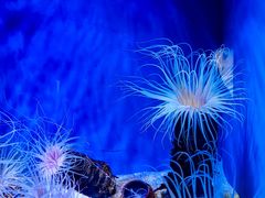 -上海海洋水族馆