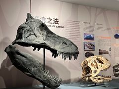 -自贡恐龙博物馆