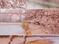 -桃花堤公园