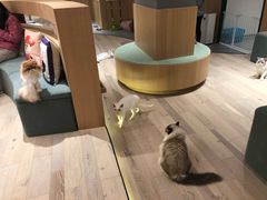 -CAT’S MEWSTAR CAFE·喵星球猫屋(晴湾咖啡店)
