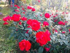 -人民公园(罗湖区)