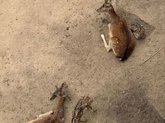 -青藏高原野生动物园