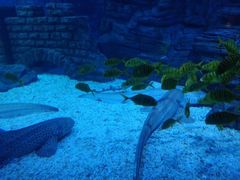 -烟台海昌鲸鲨海洋公园