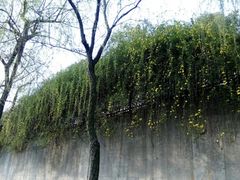 -南京育英第二外国语学校(大厂校区)