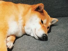 -南京Hallo宠物乐园·哈罗犬舍·柴犬繁育基地