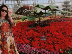 -芽庄珍珠岛游乐园