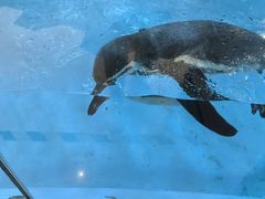 -帝企鹅自助餐厅•儿童岛•真企鹅(长隆企鹅酒店)