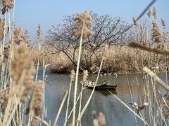 -盐城丹顶鹤湿地生态旅游区