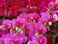 -越秀西湖花市(广州城市广场花卉店)